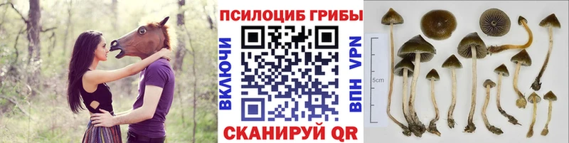 Псилоцибиновые грибы мухоморы  закладка  Заозёрск 